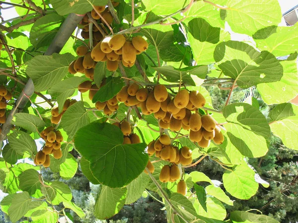 Kiwifruit Tree Liana Tree Kiwi — Stock Photo, Image