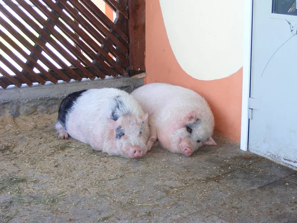 Hässliche Schweine Biohof — Stockfoto