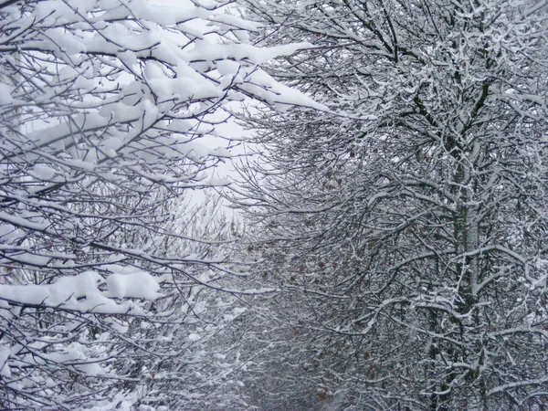 Fundo Inverno Com Árvore Galhos Neve — Fotografia de Stock