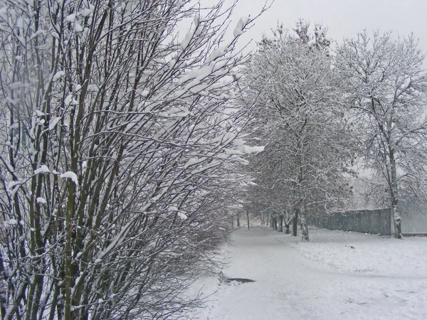 Árvore Neve Paisagem Inverno — Fotografia de Stock