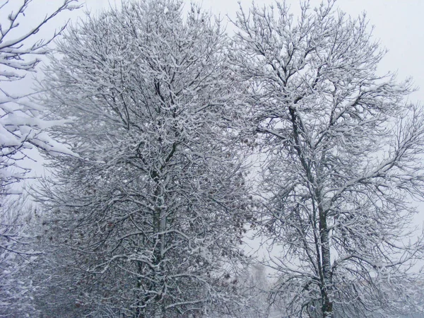 Neve Árvore Coberta Prado Noite Inverno Nublada — Fotografia de Stock