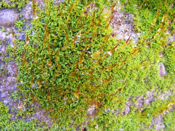 Färsk Mossa Gröna Naturen Brown Mossiga Med Droppar Vatten — Stockfoto