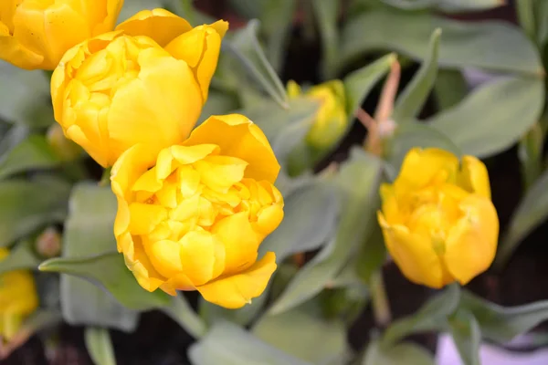 Nahaufnahme Karte Von Gelben Holländischen Tulpen Blumengrüßkarte Leerstelle Frühlingsferien Sommer — Stockfoto