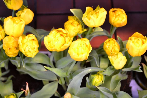 Gelbe Holländische Tulpenpflanzen Romantische Karte Valentinstagsgeschenk Gartenblume Frohe Ostern — Stockfoto