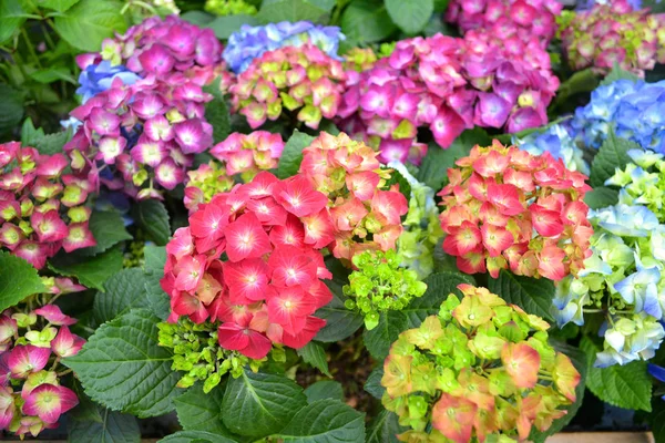 Kaart Van Textuur Van Hortensia Van Mix Kleuren Blauw Roze — Stockfoto