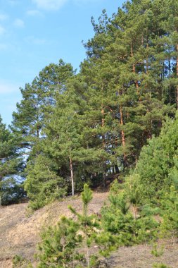 Dikey fotoğraf: çam ormanı bahar görünümü, Belarus manzara.