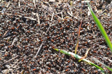 Çayır karınca Formica pratensis yakın. Tehlike ve köle konsepti. Orman Ateşi tehlikesi. Takım çalışması konsepti
