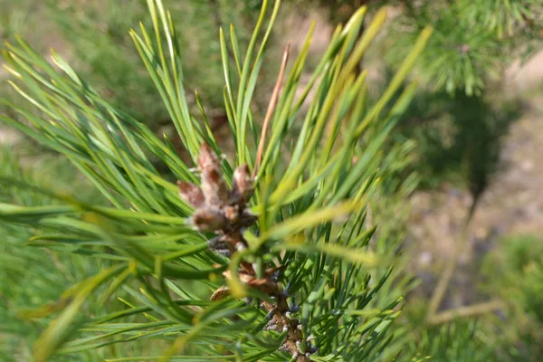 Pine Tree Branch Kidney Healthy Background Pine Branch Pharmacy Remedy — Stock Photo, Image