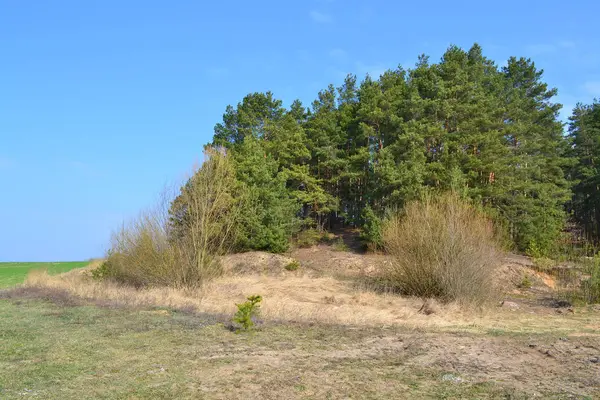 Landschaft Weißrussland Frühling Bei Sonnigem Tag — Stockfoto