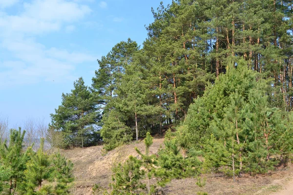Vista Primavera Floresta Pinheiro Paisagem Bielorrússia — Fotografia de Stock