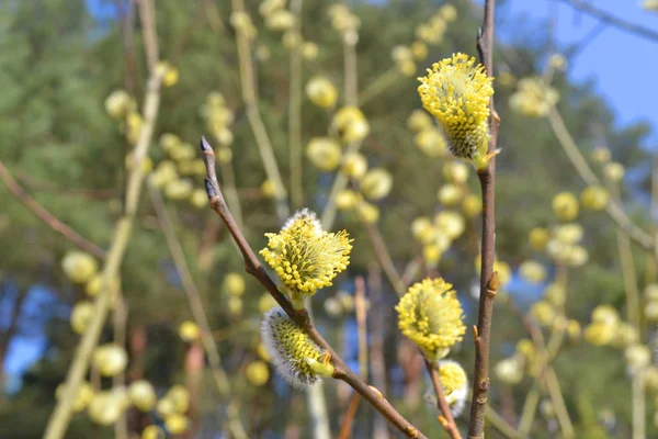 Closeup Alderseals Willow Blue Sky Backdrop Natural Beauty Holiday Easter — Stock Photo, Image