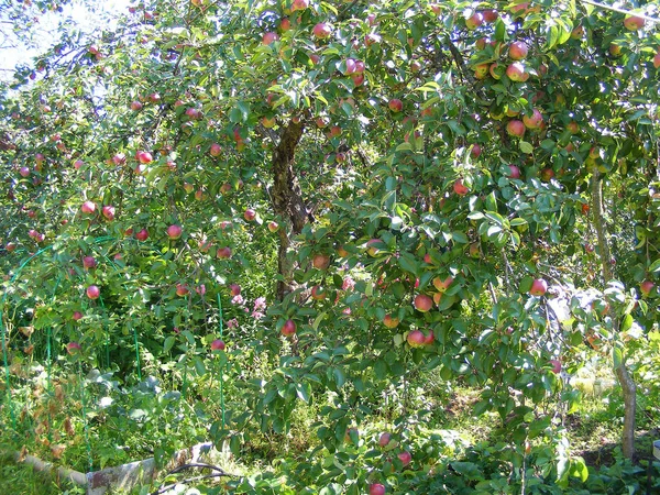 Zielone Czerwone Jabłko Organiczne Sortowanie Aport Jabłoń Letni Dzień — Zdjęcie stockowe