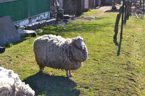 Pecora Fattoria Sull Erba Primavera Animali Divertenti Paesaggio Rurale — Foto Stock