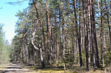 Wanderlust Kavramı: Beyaz Rusya'da vahşi çam ormanı manzara. İlkbahar sezonu.