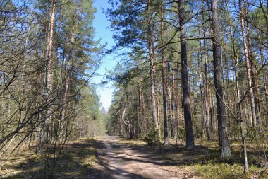 Doğa çam ormanı manzara. Wanderlust kavramı.