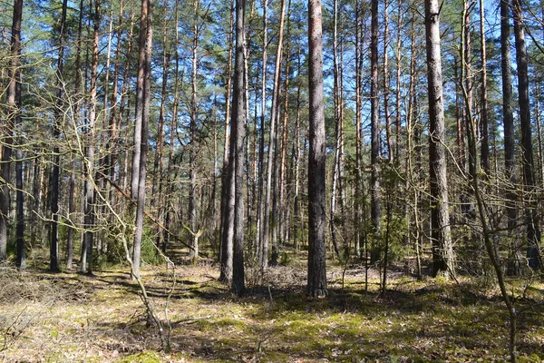 Bela Paisagem Com Verde Floresta Mista Primavera Natureza Selvagem Bielorrússia — Fotografia de Stock