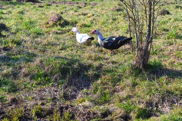 Drób Organiczny Kaczki Piżmowa Krajobraz Wiejski Rolnictwo — Zdjęcie stockowe