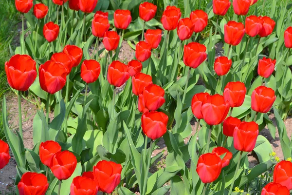 Rote Tulpen Tapete Vintage Einladung Für Hochzeitsdesign Schöne Frühlingskarte Frühlingszeit — Stockfoto