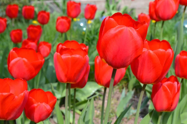 Frische Rote Tulpenblüten Garten Sonnigen Tagen — Stockfoto