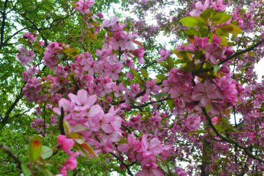 Güzel doğa. Sakura şubesi. Kiraz çiçeği ağaçları.