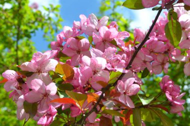 Pembe Sakura renkli bir günde açık hava parkında