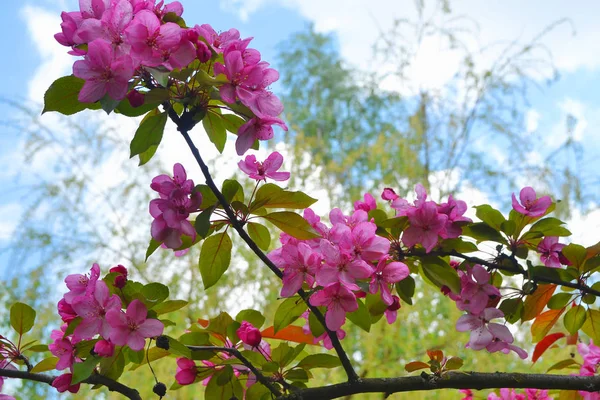 Sakura Blommor Trädgård Bloom Rosa Blommor Blå Himmel Bakgrund — Stockfoto