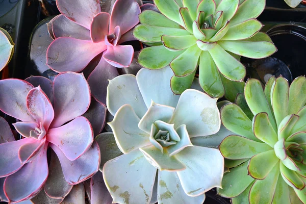Горшечные Сочные Жировые Растения Разноцветная Смесь Эхиверии — стоковое фото