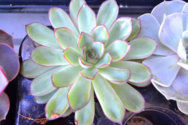 Makró Fotó Aeonium Zamatos Növény Közelről — Stock Fotó