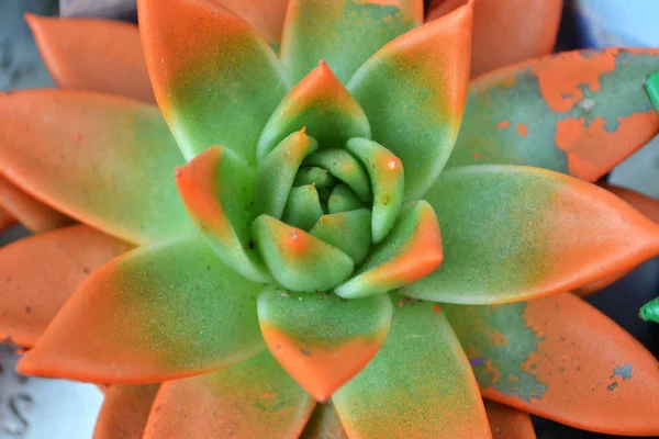 Color Cerca Foto Verde Suculenta Con Rayos Pintura Naranja — Foto de Stock