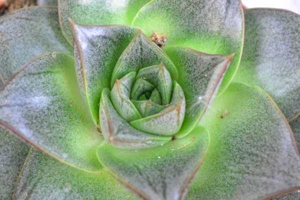 Зеленое Суккулентное Растение Цветы Розетки Фон — стоковое фото