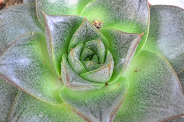 Plante Succulente Verte Fleurs Rosette Fond — Photo