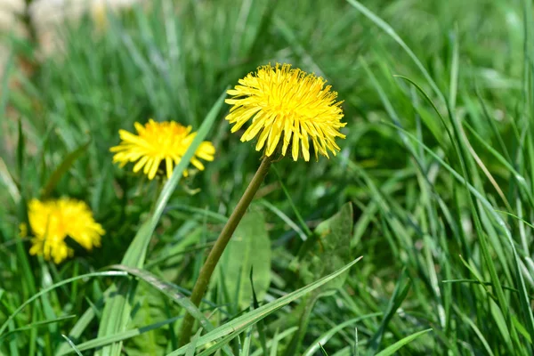 Fondo Bokeh Con Una Flor Amarilla Diente León — Foto de Stock