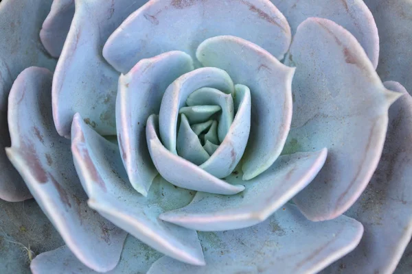 Succulento Blu Rosetta Fiore Modello Primo Piano Sfondo — Foto Stock