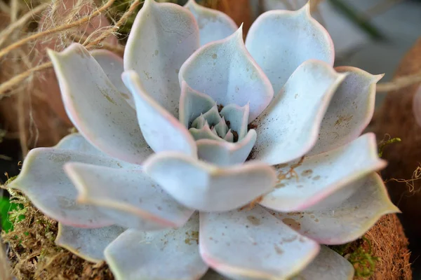 Plantes Succulentes Montrant Leur Parfaite Formation Rosette — Photo