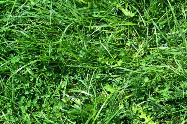 Yeşil çim doku arka plan. Doğal gidiş yeşil renk
