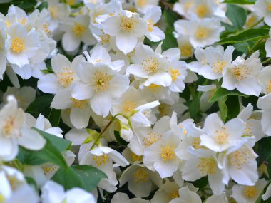 Bahar çiçekleri - beyaz çiçek yasemin, çiçek yüzey arka plan