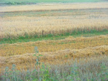 Bir tarlada yulaf saman kesme. Köylü tarlası, yulaf kulakları