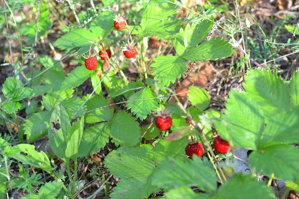 Truskawki Naturalnym Lesie Dzika Truskawka Rośnie Makro Zbliżenie — Zdjęcie stockowe