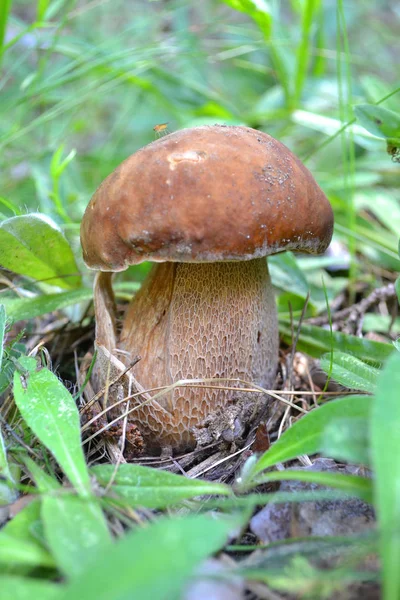 Cep Champignon Dans Une Scène Forestière Cèpe Poussant Dans Forêt — Photo