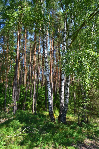 Dikey Fotoğraf Gün Işığında Huş Ormanı Beyaz Huş Ağacı Yeşil — Stok fotoğraf