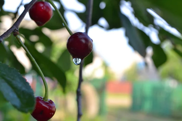 Cherry Tree Drops Rain — Stock Photo, Image