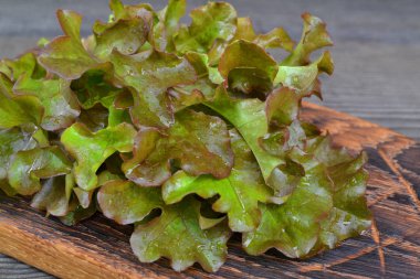 Kesme tahtası üzerinde Kırmızı ve Yeşil Oakleaf marul Sebze salatası. Yaz sağlıklı gıda. Salata yaprağı.