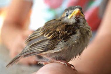 Ev Sparrow Chick (Passer domesticus) sarı konturlu fatura ile, Sparrow piliç çocuk el üzerinde tünemiş