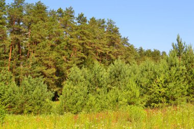 Beyaz Rusya'da çam ormanı ile panorama manzara