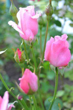 Yeşil çalı üzerinde tomurcuk açan pembe gül dikey fotoğraf