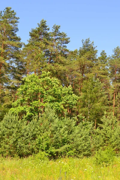 Foto Vertical Plantas Campo Borda Floresta Dia Verão Brilhante Bielorrússia — Fotografia de Stock