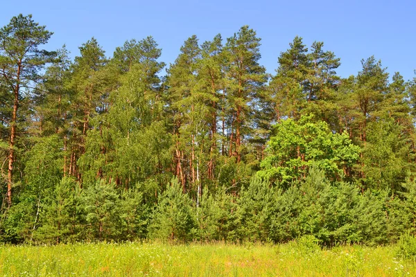 Bordo Della Foresta Meraviglioso Clima Estivo Bielorussia — Foto Stock