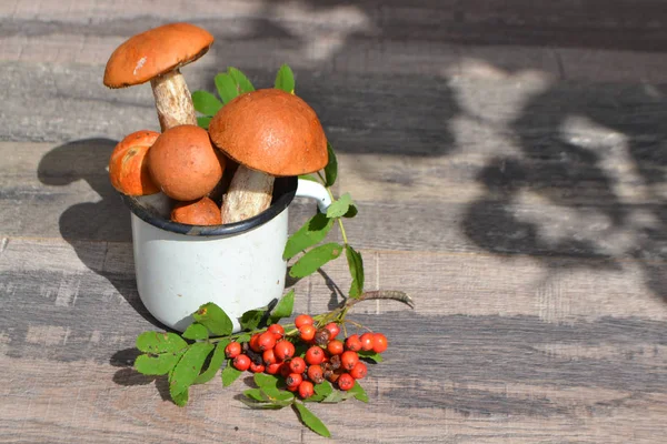 Freshly Picked Appetizing Mushrooms Red Boletus Cup Red Rowan Wooden — Stock Photo, Image