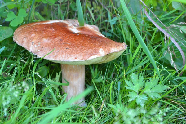 Red boletus growing on grass in a autumn forest — Stock Image Red Boletus Growing Grass Autumn Forest Royalty Free Stock Photos