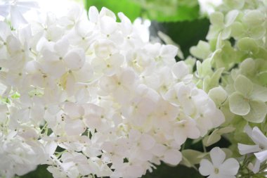 Yeşil bahçe çiçekleri ortanca ve phlox bir buket, yakın